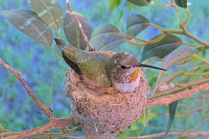 Olive in her original nest incubating two eggs - May 10th