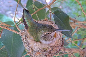 Olive on her nest of 1 chick and 1 egg December 13th