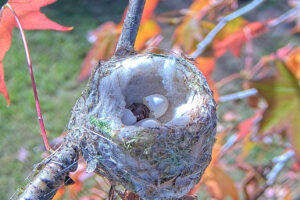 Our first chick hatched - Jan 14th 11:24 AM