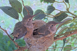 Chicks perching on the nest rim twenty-one days old - June 15th