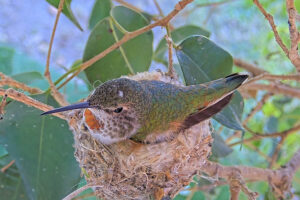 Proud mom Incubating two eggs November 28th