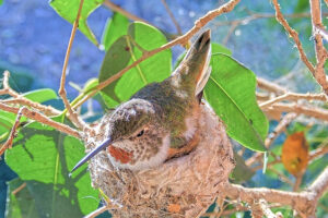 Proud mom incubating her first egg November 26th