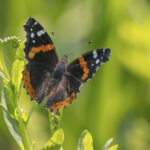 Red-Admiral