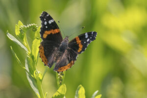 Red-Admiral
