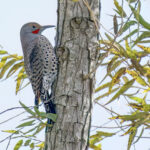 Red-shafted Northern Flicker