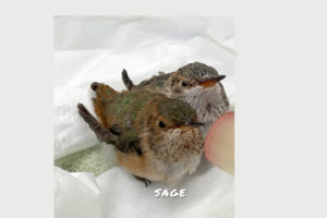 Sage and his new friend