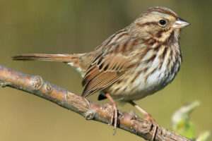 Song Sparrow