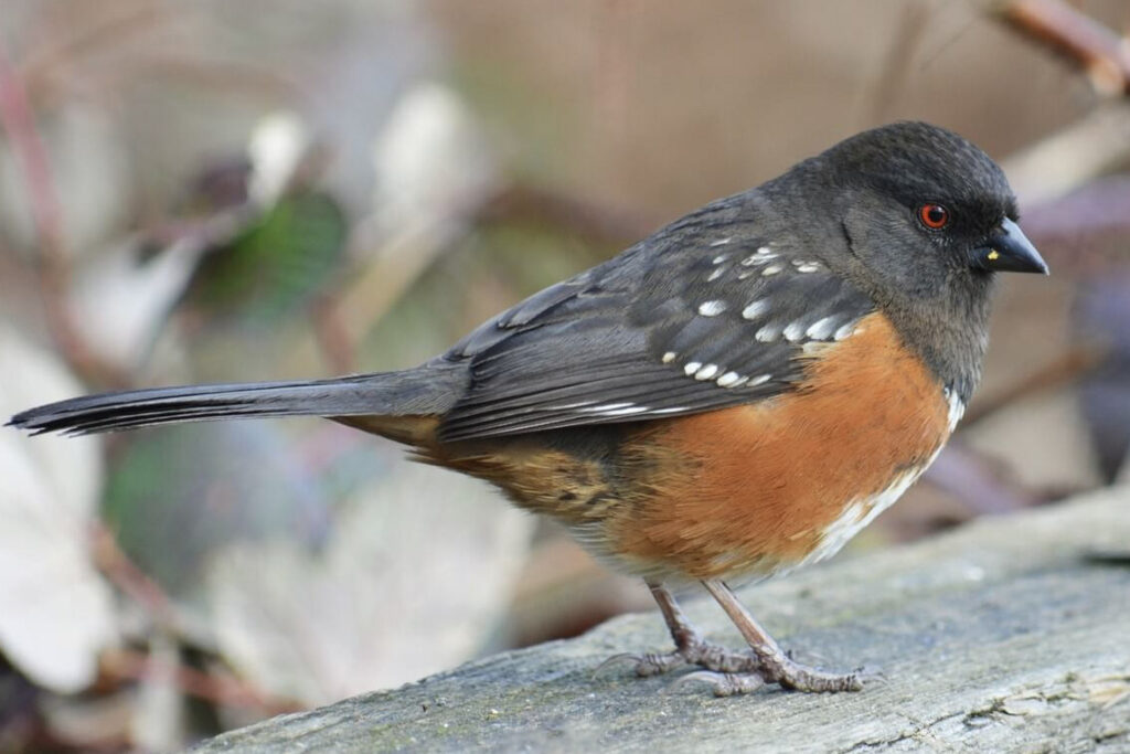 Spotted Towhee
