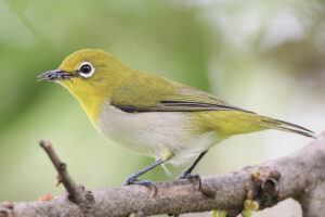 Swinhoe's White-eye