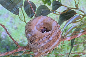 The second chick hatched at 328 PM - May 25th