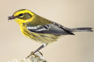 Townsend's Warbler