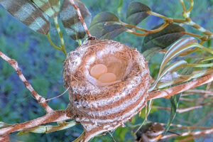 Two little eggs in Olive's nest - May 10th
