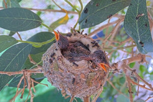 Very Hot Chicks - March 12th