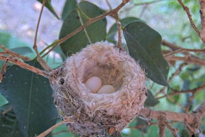 We See the 2nd Egg November 26th 6:51 AM