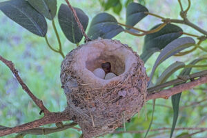We get our first the chick just after it hatched - May 25th