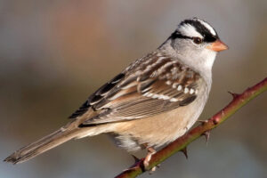 White-crowned Sparrow