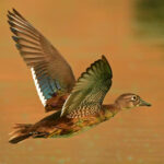 Wood Duck (female)