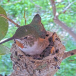 Olive warms her chicks in the morning - February 13th