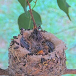 Dusk on the left Dawn on the right 14 days old January 22nd