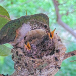 Olive feeding Misty 14 day old and Storm 13 days old - February 14th