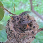 Misty 14 days old starting to exercise her wings - February 14th