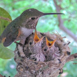 Feathers coming in, Misty 19 and Storm 18 days old - February 19th