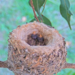 Dawn and Dusk 2 days old, January 10th