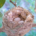 Two new eggs the morning of January 20th