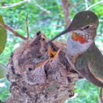 Misty (left) 20 days old, Storm (right) 19 days old - February 20th