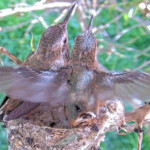 Lots of feathers, Storm stretching his wings - February 23