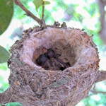 First day together - new chicks sleeping February 2nd