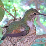 Olive looking at something - evening of February 2nd