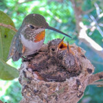 Olive feeding Misty and Storm 18 and 17 days old - February 18th