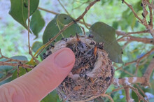 A finger size comparison to the nest - March 10th