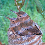 All grown up, Sunny front Skye back - March 29th