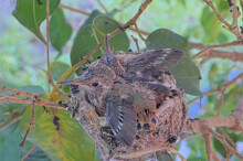 Aspen 17 front and Ivy stretching their wings - March 14th