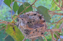 Aspen on the rim of the nest - March 15th