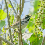 Black-throated Gray Warbler
