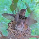 Both chicks doing flappies on the rim 23 days old January 31st
