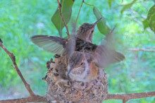 Both chicks doing flappies on the rim 23 days old January 31st