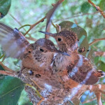 Both chicks on the rim of the nest 21 and 20 days old - May 9th