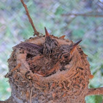 Brook 12 days old left and Summer 14 days old right - June 12th Brook 12 days old left and Summer 14 days old right - June 12th