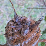 Brook 14 days old doing flappies - June 14th Brook 14 days old doing flappies - June 14th