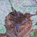 Brook 15 days old doing flappies - June 15th Brook 15 days old doing flappies - June 15th