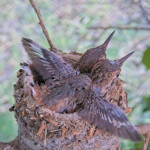 Brook 16 days old doing flappies - June 16th Brook 16 days old doing flappies - June 16th