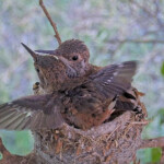 Brook 18 days old doing flappies - June 18th Brook 18 days old doing flappies - June 18th