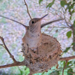 Brook 22 days old fledges the nest at 1:53 AM - June 22nd Brook 22 days old fledges the nest at 1:53 AM - June 22nd