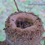 Brook 3 days old left and Summer 5 days old right - June 3rd Brook 3 days old left and Summer 5 days old right - June 3rd