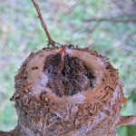 Brook 9 days old left and Summer 11 days old right - June 9th Brook 9 days old left and Summer 11 days old right - June 9th