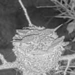 Brook and Summers last night on the nest - June 21st Brook and Summers last night on the nest - June 21st